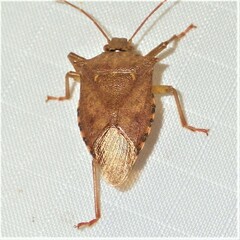 Asopinae