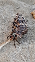 Clibanarius erythropus