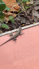 Sceloporus variabilis