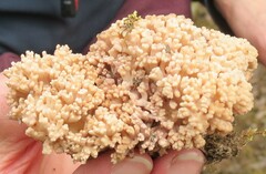 Ramaria rasilispora