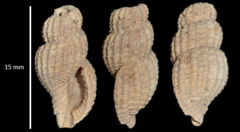 Raphitoma purpurea