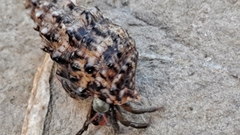 Clibanarius erythropus