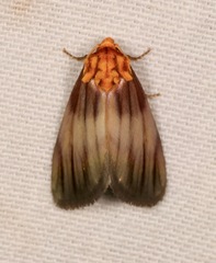 Eulithosia plesioglauca