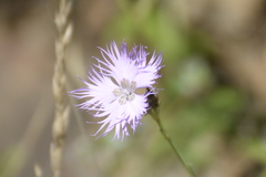 Dianthus hyssopifolius