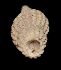 Raphitoma purpurea