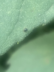 Microtechnites bractatus