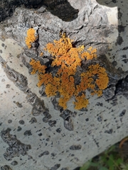 Xanthoria