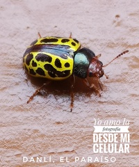Calligrapha fulvipes