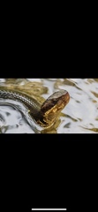 Agkistrodon piscivorus