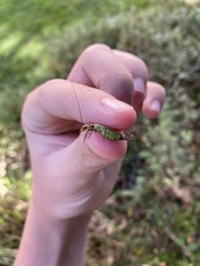 Oecanthus pini