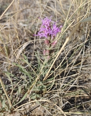 Liatris punctata