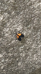 Lycomorpha pholus