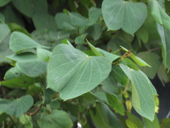 Bauhinia picta