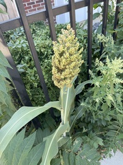 Sorghum bicolor