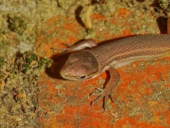 Psammodromus algirus