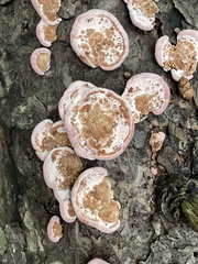 Rhodofomes cajanderi