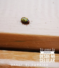 Calligrapha fulvipes