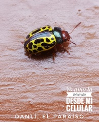 Calligrapha fulvipes