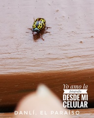 Calligrapha fulvipes