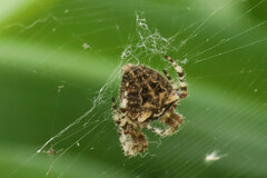 Araneus gemmoides