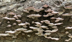 Rhodofomes cajanderi