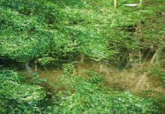 Fontinalis antipyretica