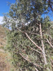 Juniperus scopulorum