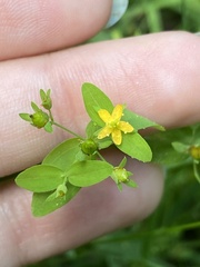 Hypericum mutilum