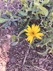 Grindelia