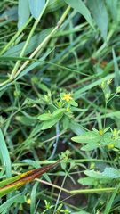 Hypericum mutilum
