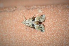 Neodavisia melusina