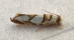 Pompostolella charipepla