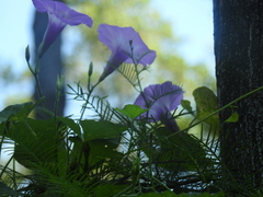 Ipomoea cordatotriloba