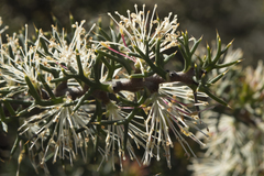Hakea lissocarpha