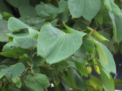 Bauhinia picta