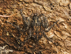 Stephanopis altifrons