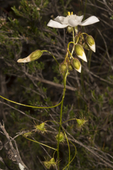 Drosera macrantha