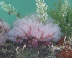 Clavelina picta