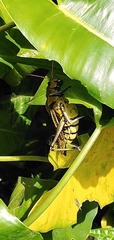 Taeniopoda varipennis
