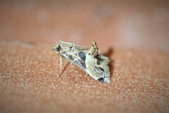 Neodavisia melusina