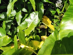 Taeniopoda varipennis