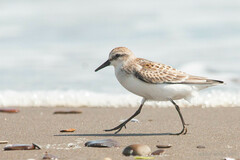 Calidris ruficollis