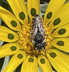 Eutricharaea