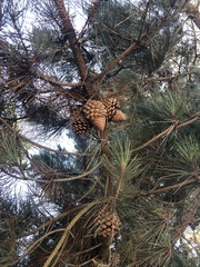 Pinus radiata