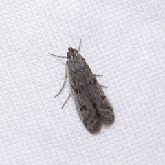 Phycitodes reliquellum