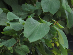 Bauhinia picta