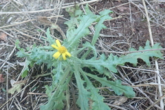Senecio vernalis