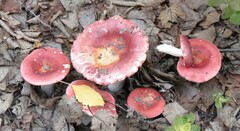 Russula rosacea