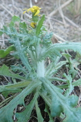 Senecio vernalis
