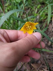 Calochortus barbatus